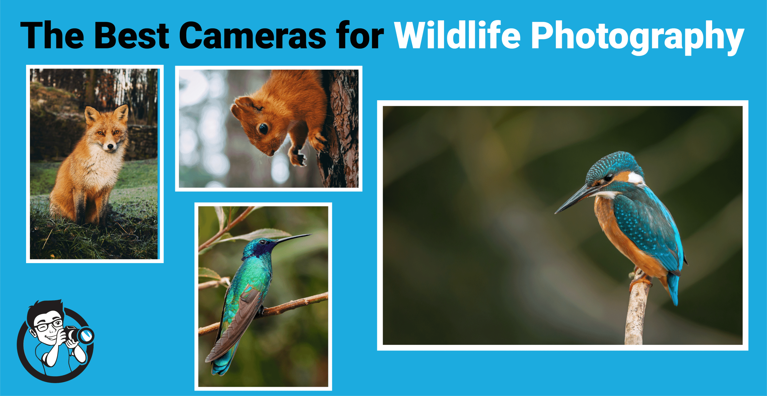 photos of wildlife